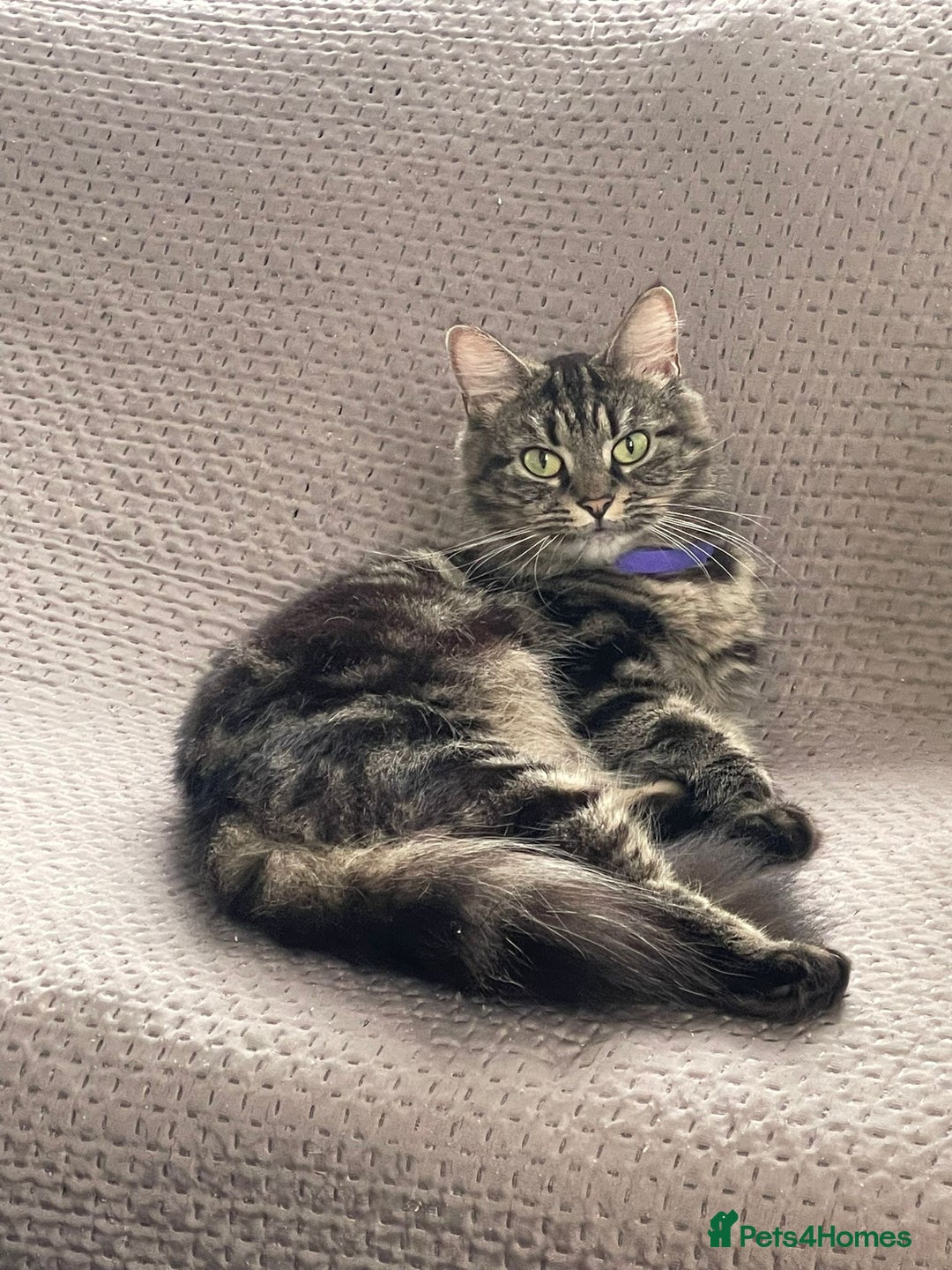 Mixed Breed cats for sale: Persian Mix kittens  - Advert 2