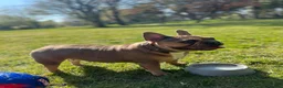 French Bulldog dogs for sale: 💥Stunning French Bulldog Puppies💥 - Advert 12