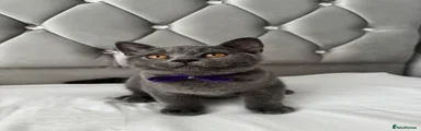 British Shorthair 💜
