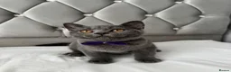 British Shorthair cats for sale: Beautiful  Blue British Shorthair Kittens  - Advert 21