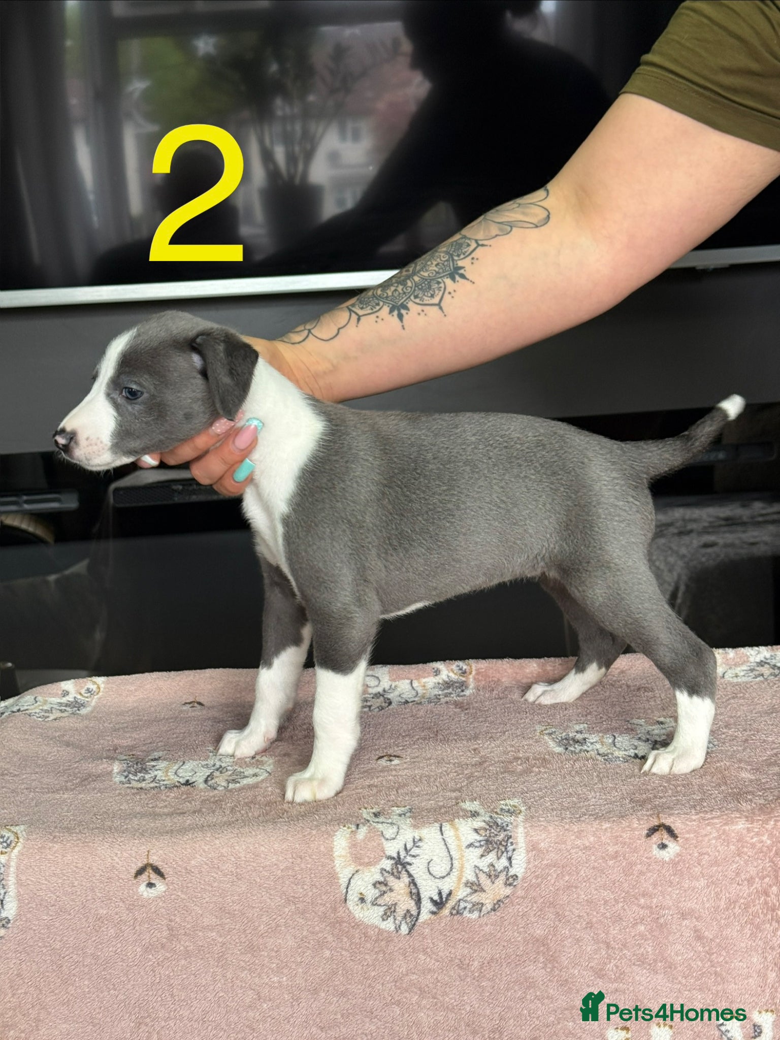 Whippet dogs 2GIRLS 1 BOY LEFT Health checked  UNIQUE WHIPPETS  - Advert 2