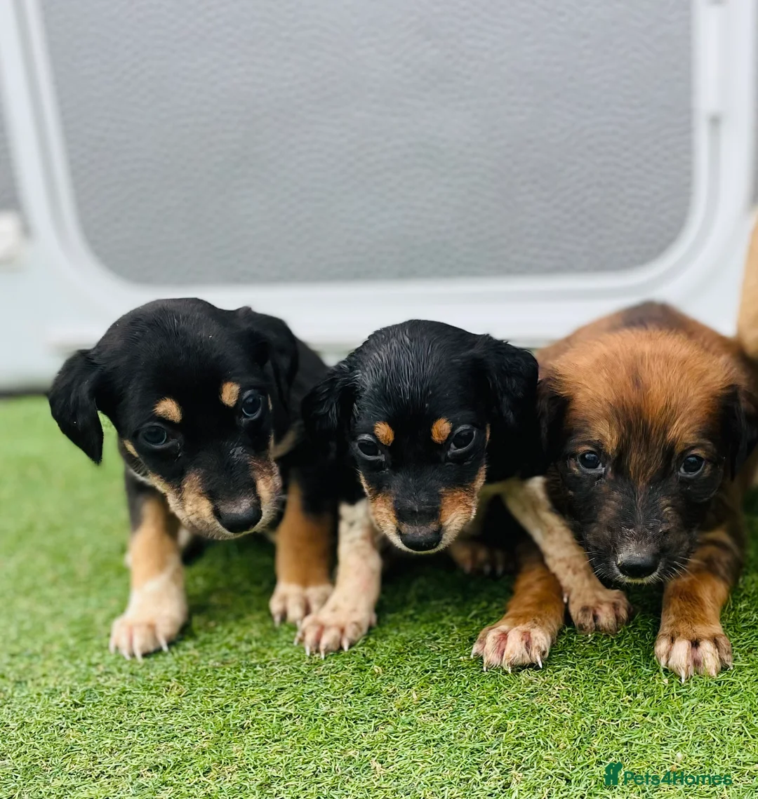 Greyhound dogs for sale: Saluki Greyhound pups  in Wakefield - Advert 1