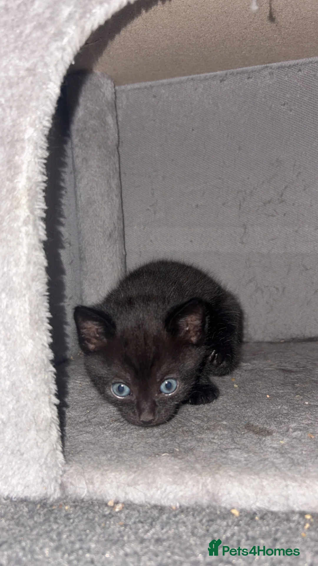 Mixed Breed cats for sale: 2 gorgeous Male kittens - Advert 2