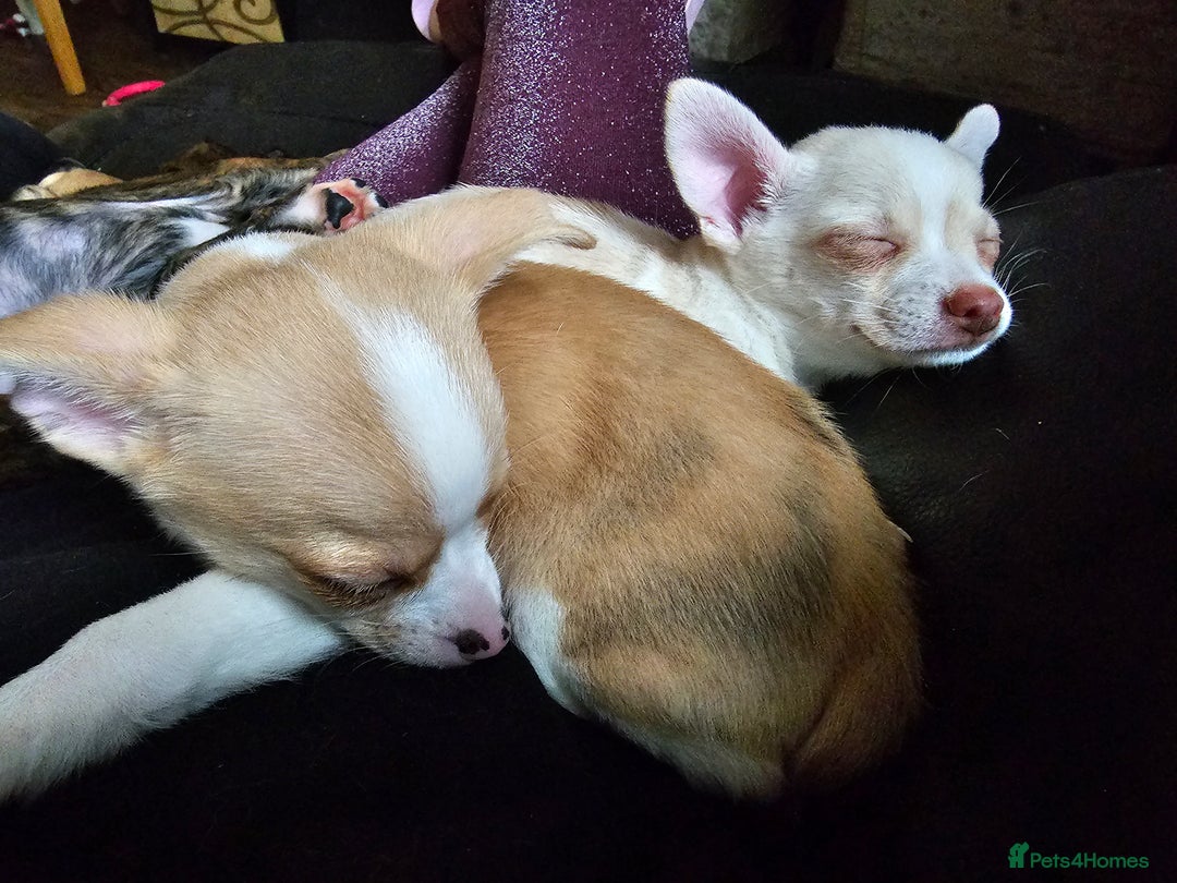 Chihuahua dogs for sale: Two male chihuahuas  - Advert 25