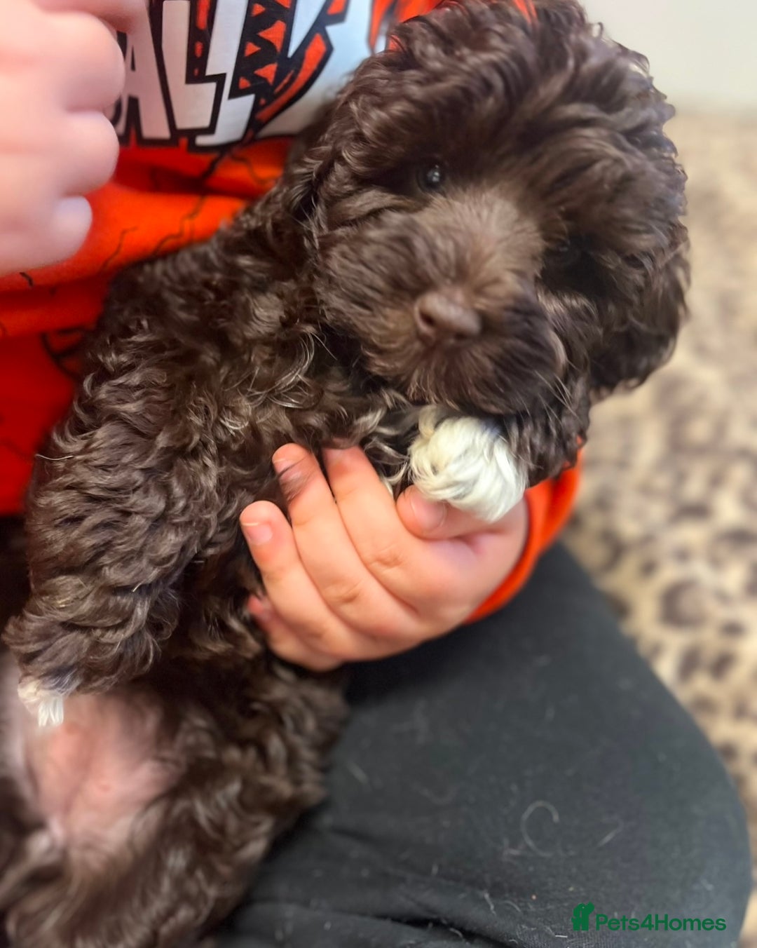 Toy Poodle dogs for stud: K.C Chocolate ToyPoodle at Stud in Coventry - Advert 37