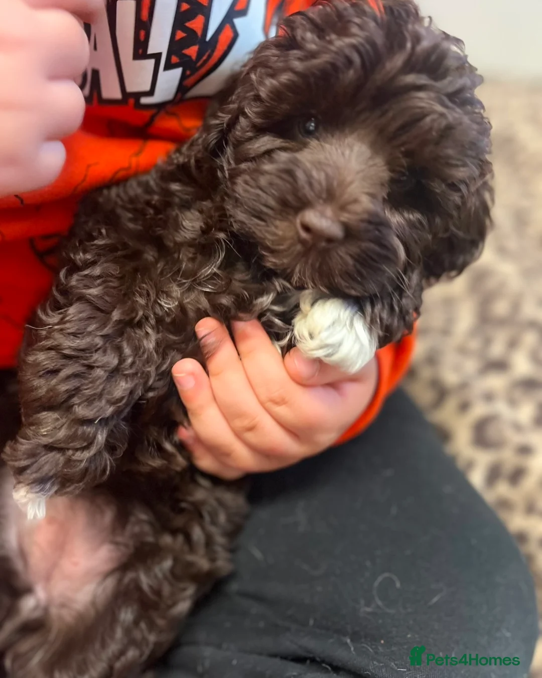 Toy Poodle dogs for stud: K.C Chocolate ToyPoodle at Stud in Coventry - Advert 37