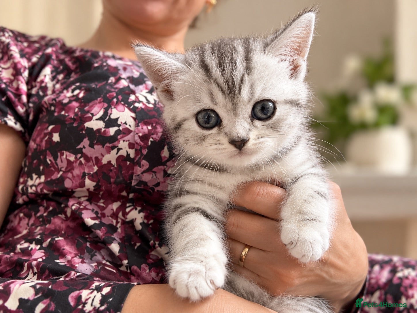 British Shorthair cats GCCF BSH kittens silver tabby & chinchilla  - Advert 9
