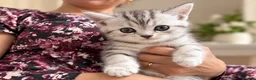 British Shorthair cats for sale: GCCF BSH kittens silver tabby & chinchilla  - Advert 10
