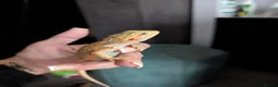 Bearded Dragon reptiles for sale: Reduced for good homes  - Advert 8