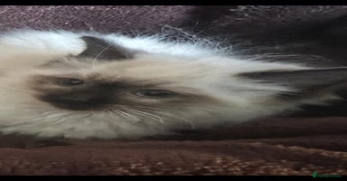 Ragdoll cats - Advert 10