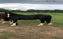 Welsh Section C horses for sale: Handsome Welsh Sec C - Image 4