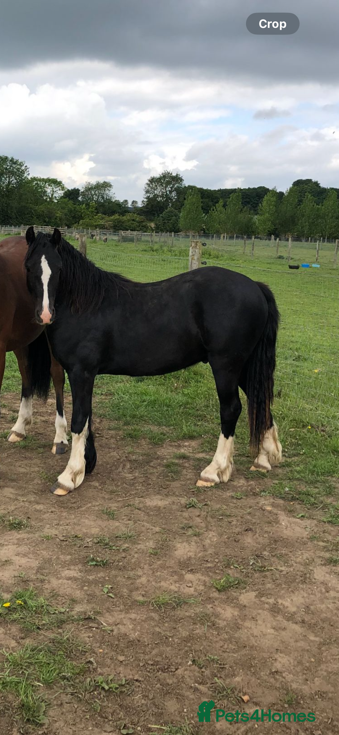 Welsh Section C horses for sale: Handsome Welsh Sec C - Image 4