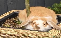 Mini Lop rabbits for sale: Loving home needed - Image 1