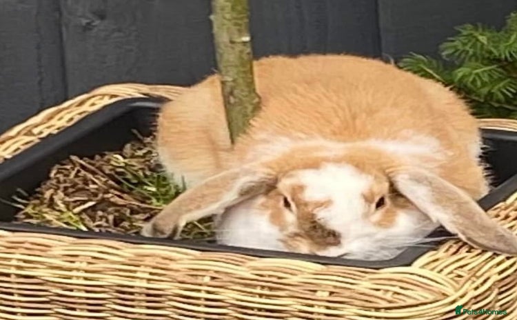 Mini Lop rabbits - Advert 1