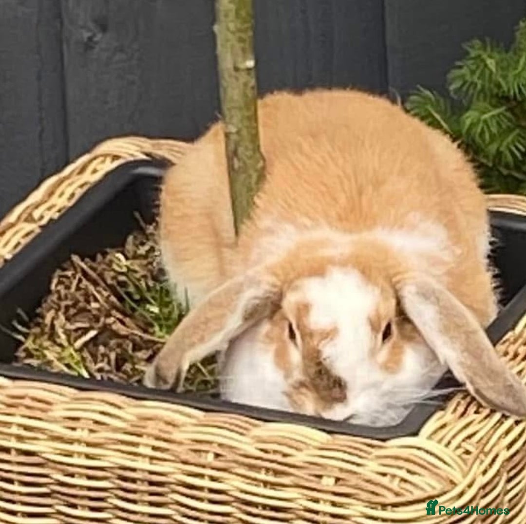 Mini Lop rabbits for sale: Loving home needed - Image 1