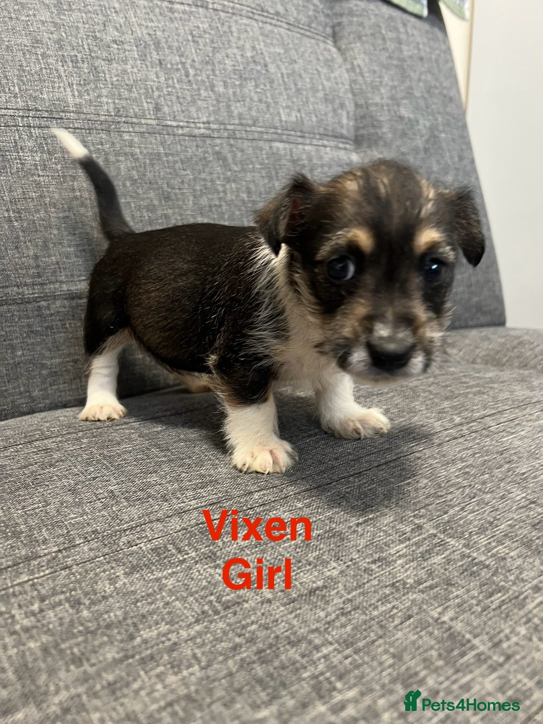 Jack Russell dogs for sale: Jack russel puppies for sale  - Advert 7