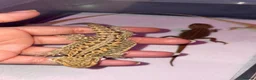 Bearded Dragon reptiles for sale: Bearded dragon babies - Advert 2
