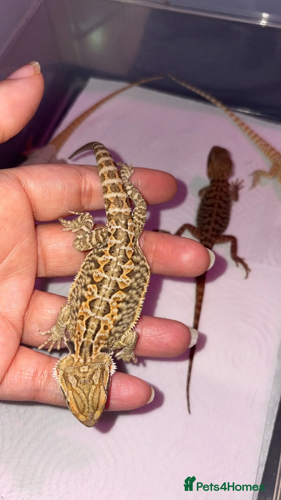 Bearded Dragon reptiles for sale: Bearded dragon babies - Advert 2