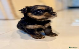Yorkshire Terrier dogs for sale: original breed yorkshire terrier  - Image 3