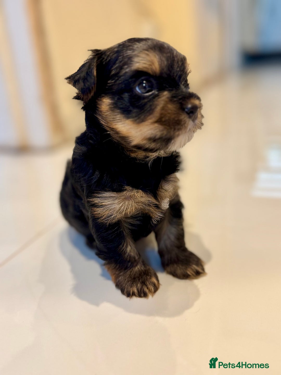 Yorkshire Terrier dogs for sale: original breed yorkshire terrier  - Image 3