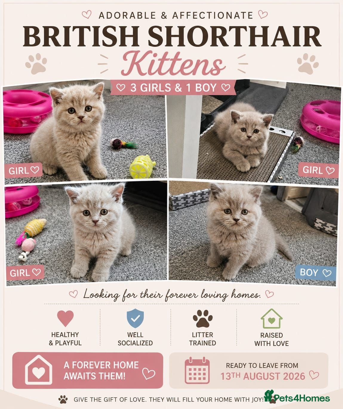 British Shorthair cats British short hair kittens  - Advert 2