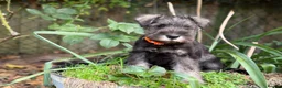 Miniature Schnauzer dogs for sale: Stunning kc reg miniature schnauzers  - Advert 6