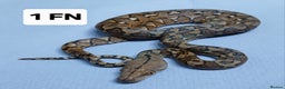 Python Snake reptiles for sale: Malayan Pythons Female - Advert 4