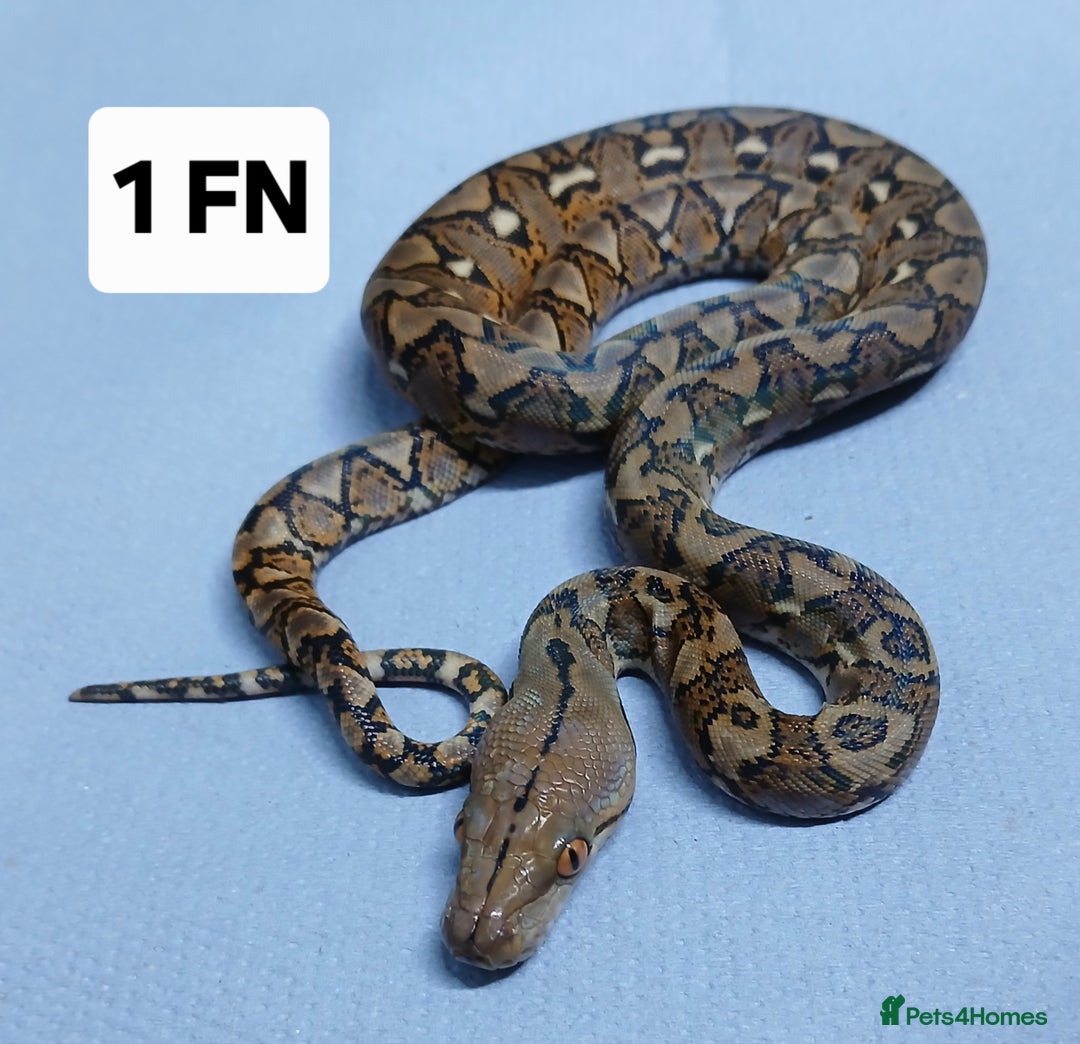 Python Snake reptiles for sale: Malayan Pythons Female - Advert 4