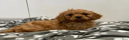 Cavapoo dogs for sale: Beautiful f1 cavapoo puppies - Advert 2