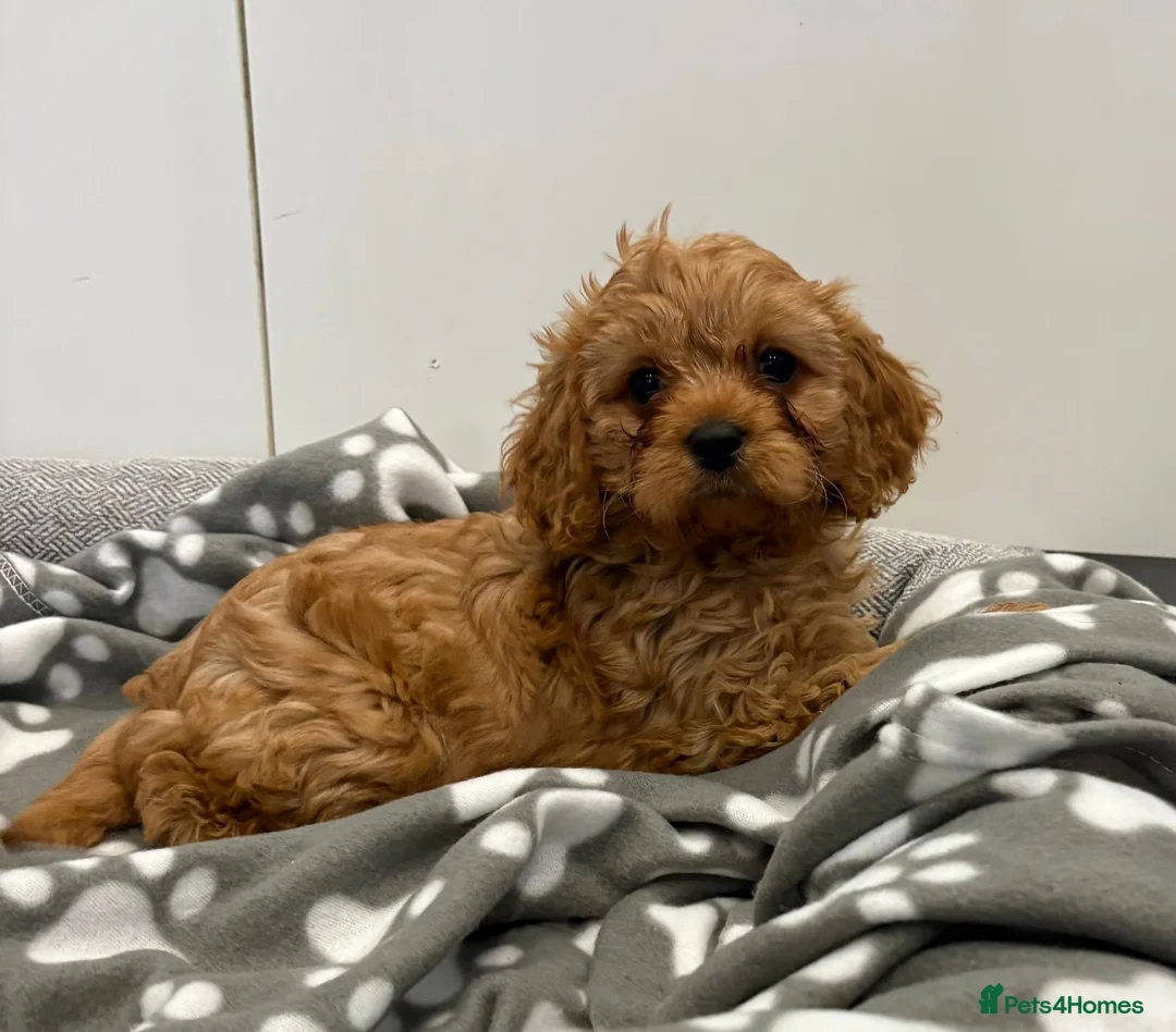 Cavapoo dogs for sale: Beautiful f1 cavapoo puppies - Advert 2