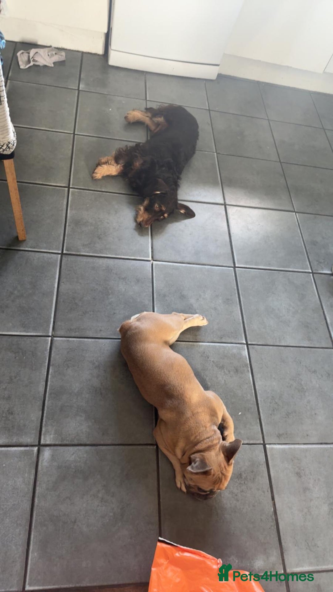 Mixed Breed dogs for sale: Adorable frenchie mix - Image 13