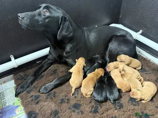 Labrador Retriever dogs Stunning KC Black and Red Labrador Puppies - Advert 2