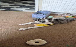 Mixed Breed dogs for sale: Reluctant sale of puppy - Image 6