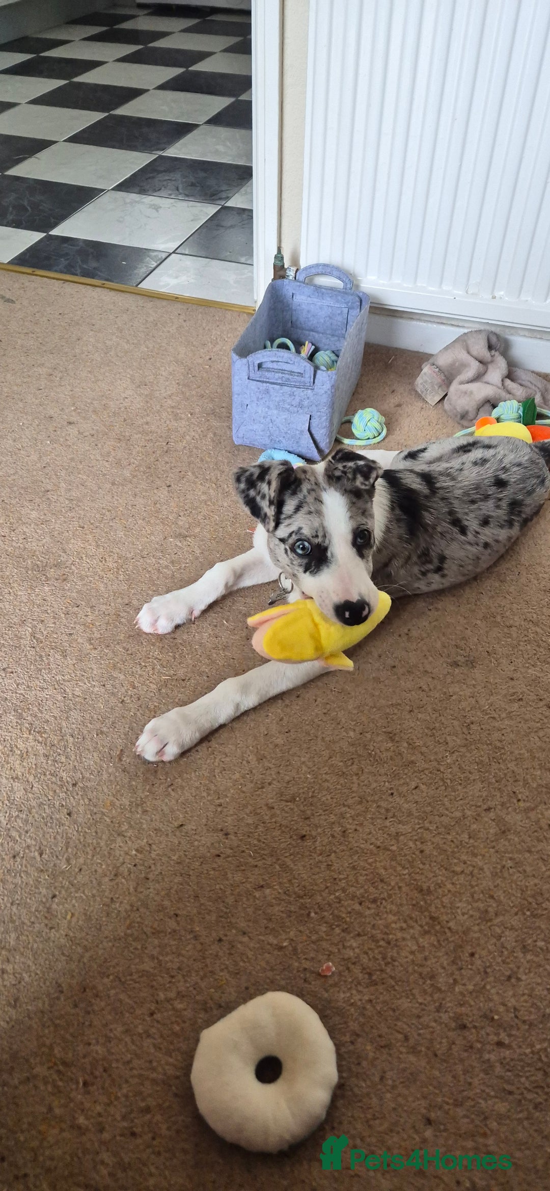 Mixed Breed dogs for sale: Reluctant sale of puppy - Image 6