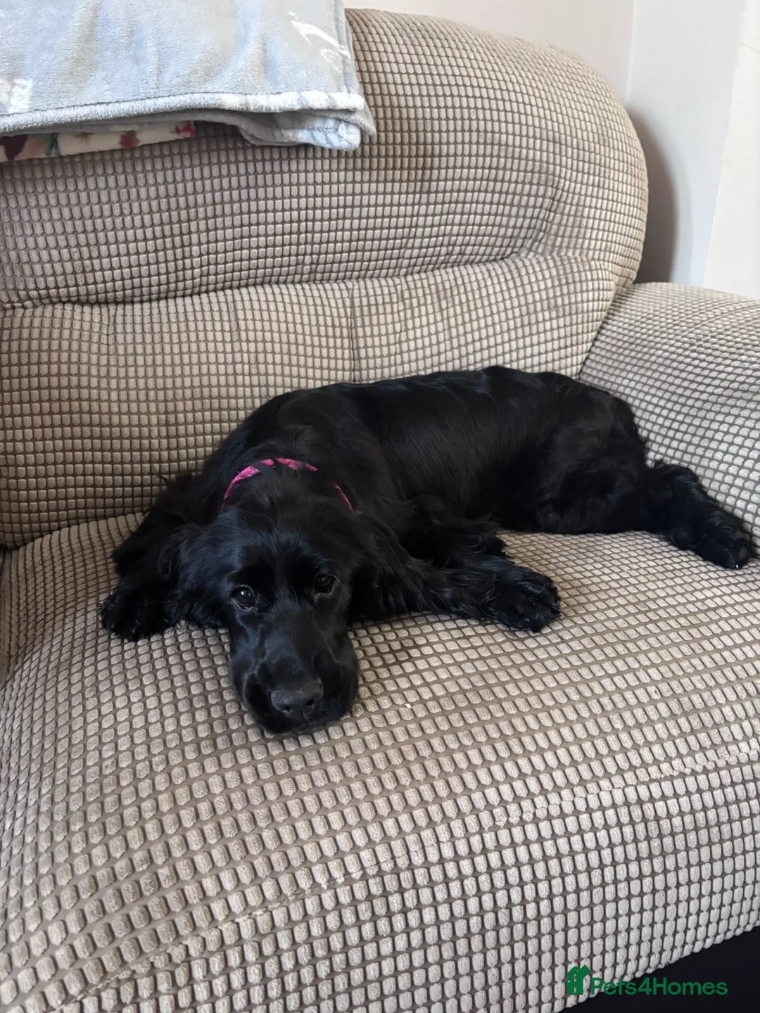 Cocker Spaniel dogs for sale: Black cocker spaniel puppy  - Advert 1