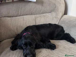 Cocker Spaniel dogs Black cocker spaniel puppy - Advert 4