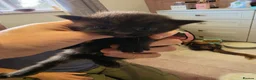 Mixed Breed cats for sale: Kittens for sale mixed litter  - Advert 12