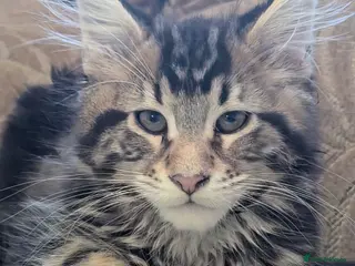 Maine Coon cats 🐾XL Pedigree Maine Coon Kitten 1 Boy Available🐾 - Advert 9
