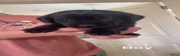 Labrador Retriever dogs for sale: Labrador Puppies  - Advert 5