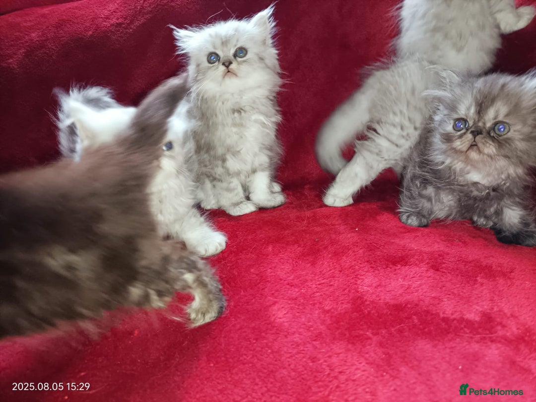 Persian cats for sale: Amazing Persian kittens  - Image 13