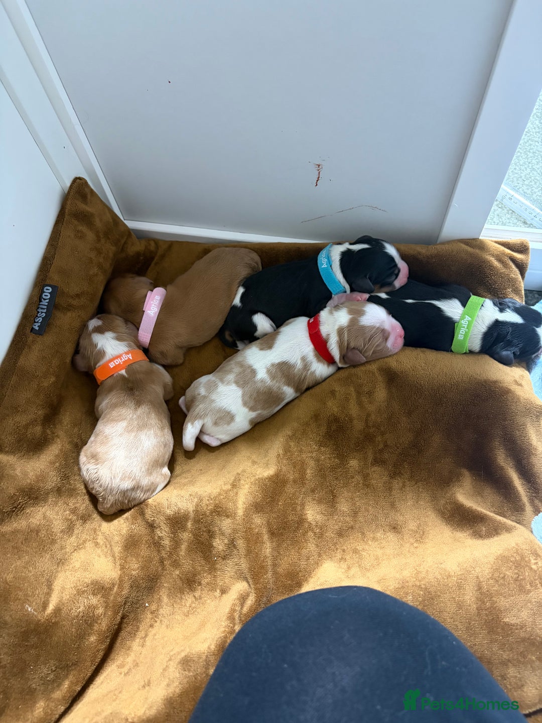 Cavalier King Charles Spaniel dogs for sale: Beautiful Cavalier King Charles Puppies - Advert 1