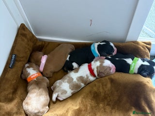 Cavalier King Charles Spaniel dogs Beautiful Cavalier King Charles Puppies - Advert 1