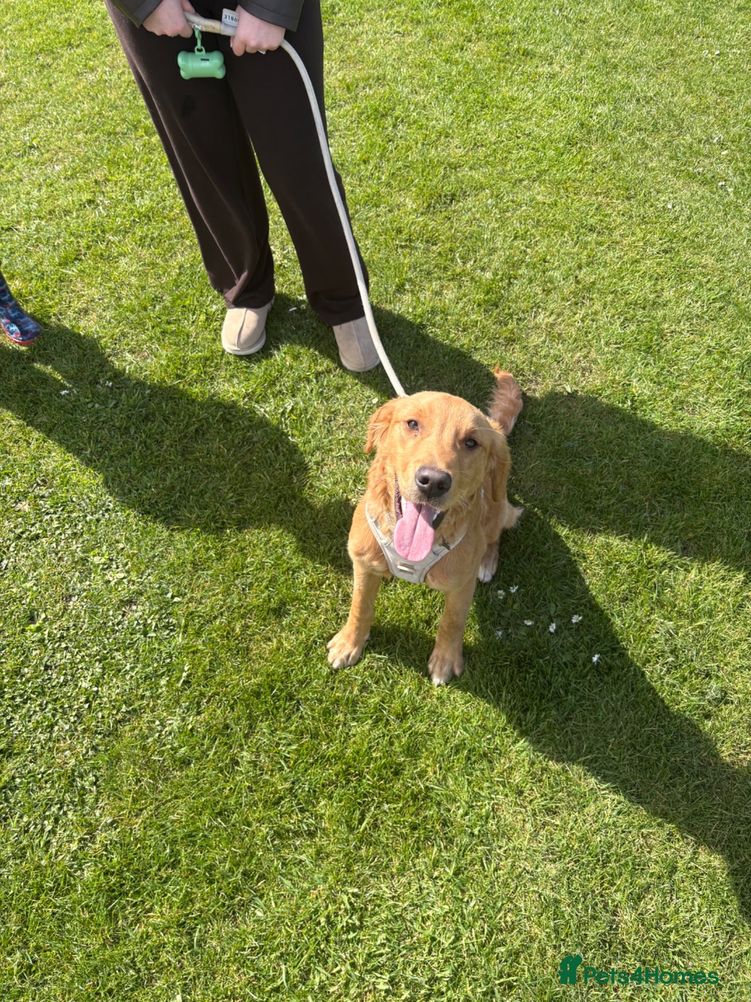 Golden Retriever dogs Male Golden Retriever 11 Months Old - Advert 4