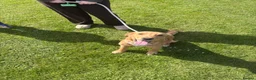 Golden Retriever dogs for sale: Male Golden Retriever 11 Months Old - Advert 1