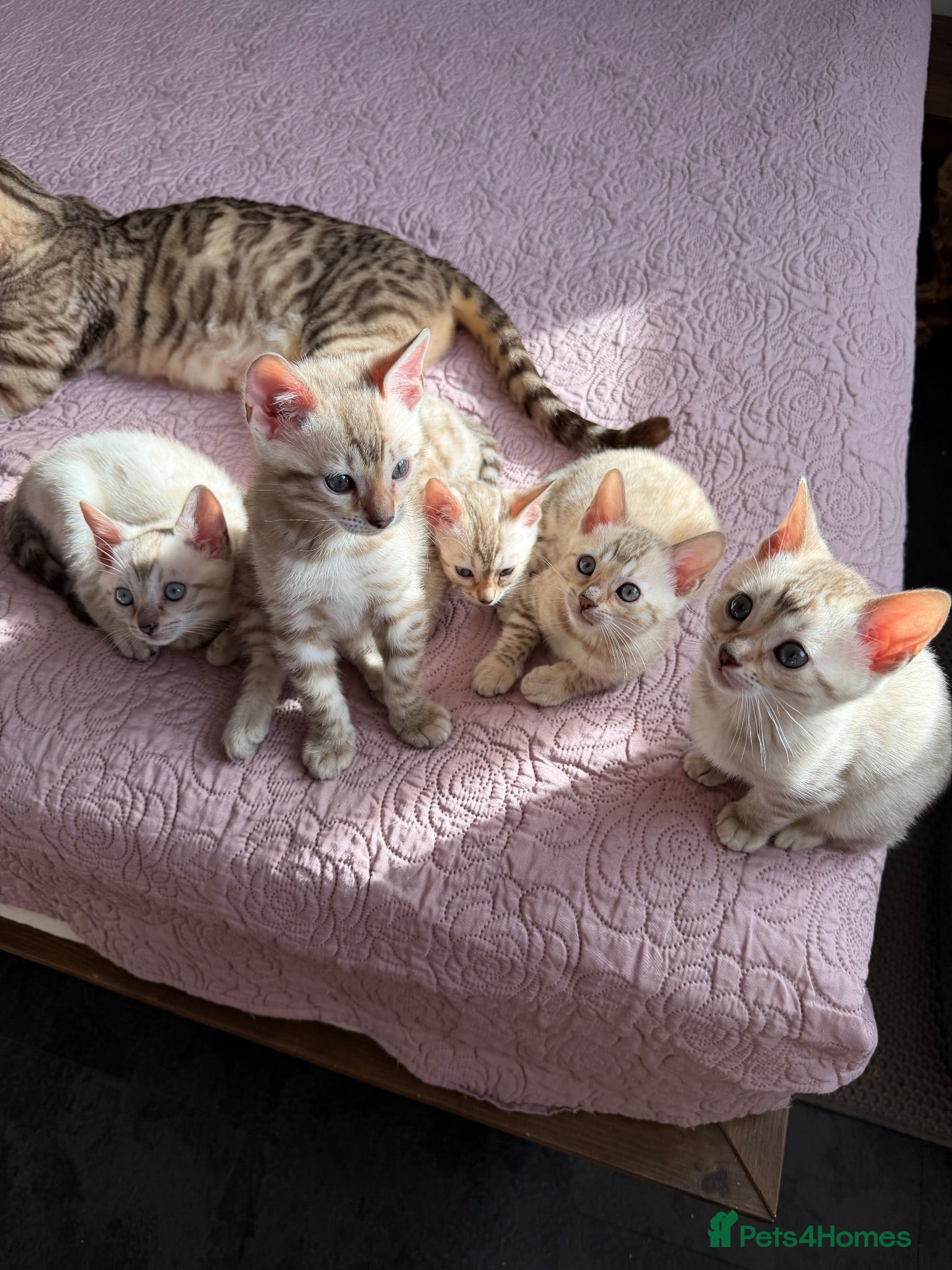 Bengal cats Blue-eyed Albinos Bengal Kittens, TICA-Active! 🏆 - Advert 2