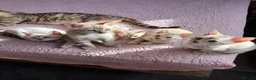 Bengal cats for sale: Albino & Snow Lynx Bengal Kittens, TICA Regs - Advert 7