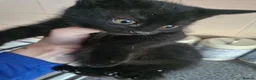 Mixed Breed cats for sale: Black cats  - Advert 9