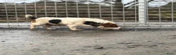 Jack Russell dogs for sale: Male jack Russel  in Hawick - Advert 6