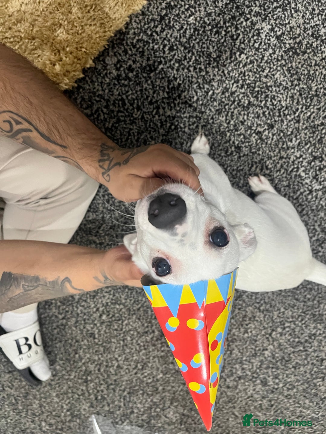 Jack Russell dogs for sale: Princess Jack Russel Female  - Image 4