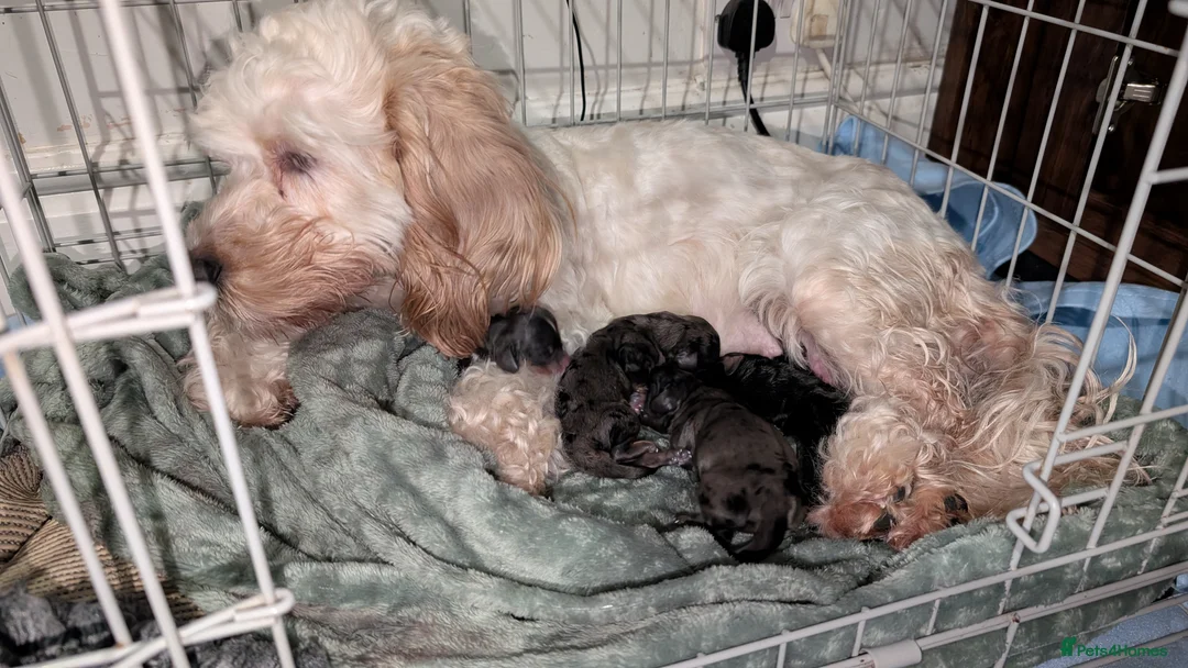 Mixed Breed dogs for sale: Daxiepoo, dachshund/cockapoo . Beautiful puppies - Advert 2